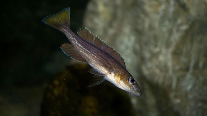 Paracyprichromis sp. 'brieni two-stripe' Izinga